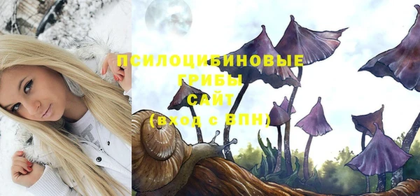 стаф Вязьма